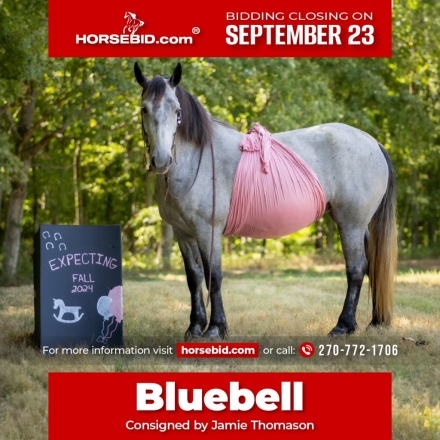 HorseID: 2247457 BLUEBELL - PhotoID: 1042237