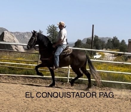 HorseID: 2247677 El Conquistador PAG - PhotoID: 1010387