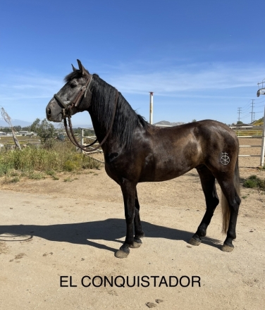 HorseID: 2247677 El Conquistador PAG - PhotoID: 1049300