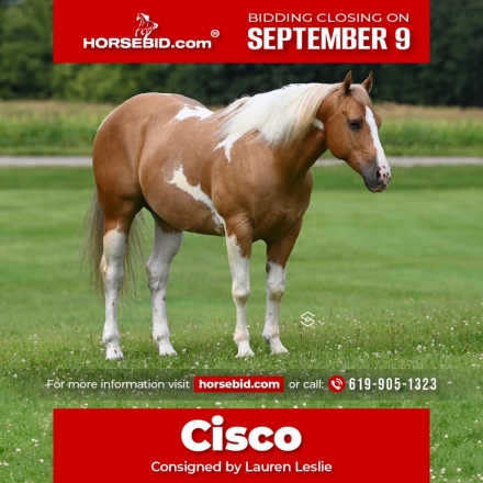 HorseID: 2249906 Spot Light Cash - PhotoID: 1033498