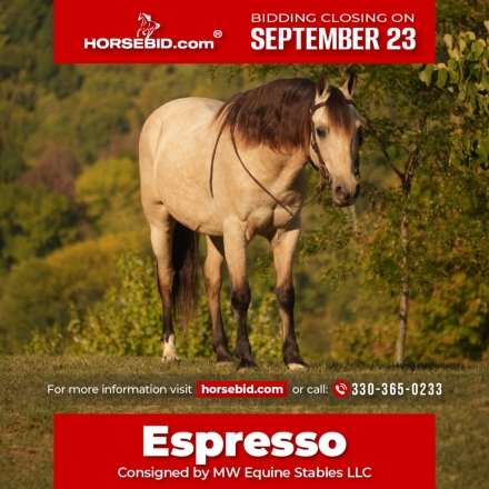 HorseID: 2249908 Espresso - PhotoID: 1028770