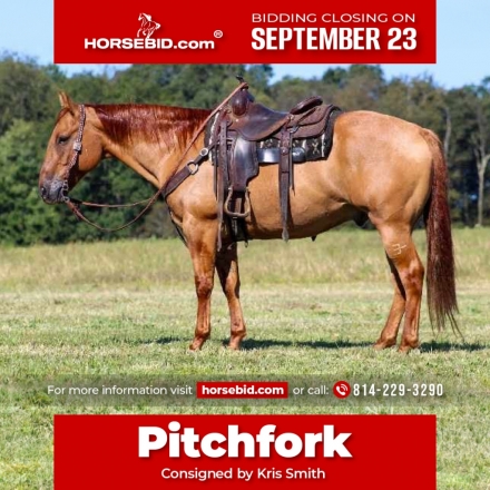 HorseID: 2253891 Pitchfork - PhotoID: 1029665