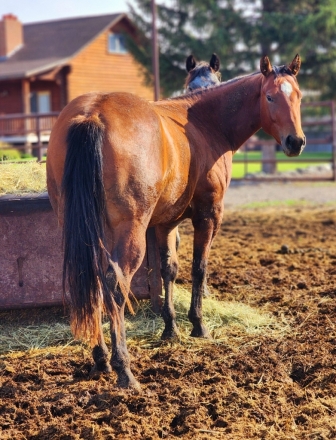 HorseID: 2260053 TM CaptAmericas Gun - PhotoID: 1057094