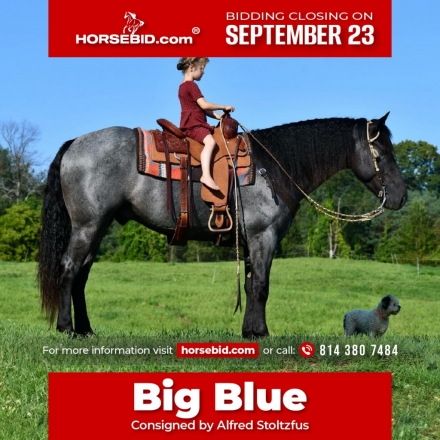 HorseID: 2260686 Big Blue - PhotoID: 1045900