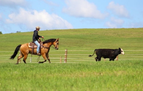 HorseID: 2260687 Walking away pepto - PhotoID: 1045918