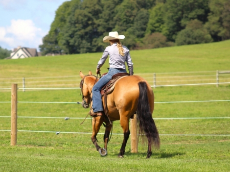 HorseID: 2260687 Walking away pepto - PhotoID: 1045920