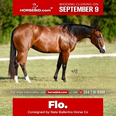 HorseID: 2260688 Flo R Smokin - PhotoID: 1042241