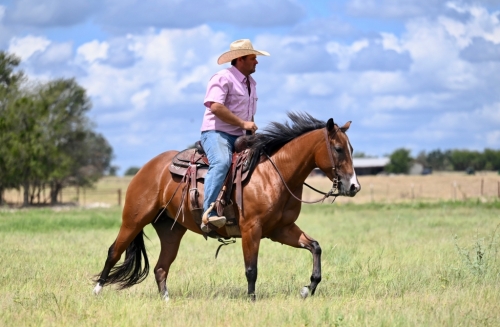 HorseID: 2260688 Flo R Smokin - PhotoID: 1042243