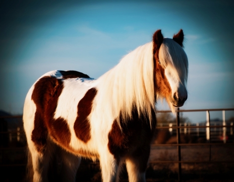 HorseID: 2261707 2KD’S Theodore - PhotoID: 1045884