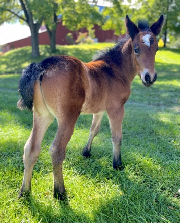 HorseID: 2265017 Blackshadow Lunar Eclipse - PhotoID: 1034244