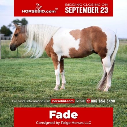 HorseID: 2265021 Fade - PhotoID: 1034260