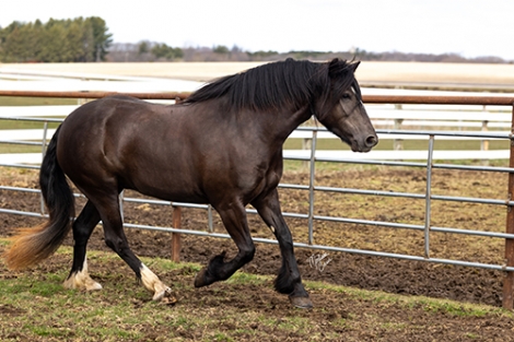 HorseID: 2269494 Bubbles - 4yo Gypsy/Halflinger Cross - PhotoID: 1040264