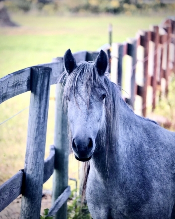 HorseID: 2270883 Blackshadow Moonstruck - PhotoID: 1042070