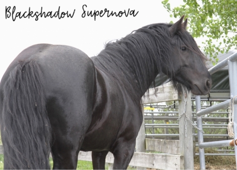 HorseID: 2270883 Blackshadow Moonstruck - PhotoID: 1056895