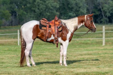 HorseID: 2271125 Painted Head to Detail - PhotoID: 1072502