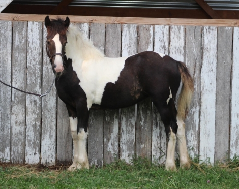 HorseID: 2271342 Gypsy's Tarot Wish - PhotoID: 1042801