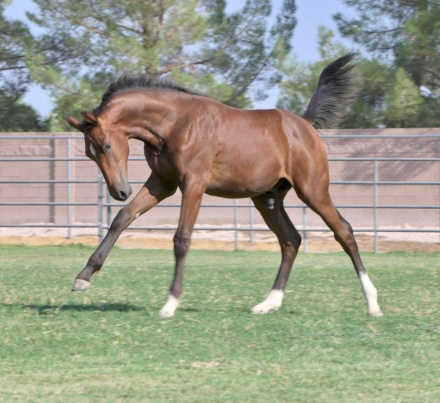 HorseID: 2271344 Bernoullis Principle - PhotoID: 1056425