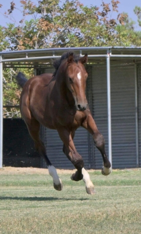 HorseID: 2271344 Bernoullis Principle - PhotoID: 1056428