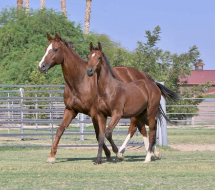 HorseID: 2271344 Bernoullis Principle - PhotoID: 1056429