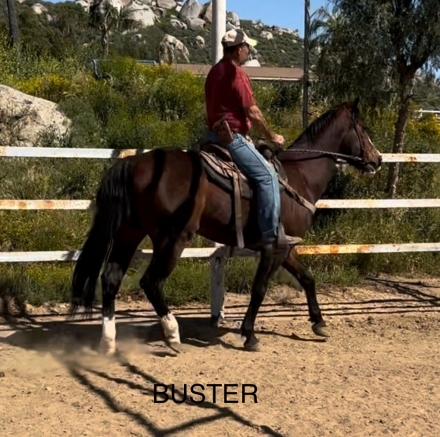 HorseID: 2271465 Buster - PhotoID: 1056020