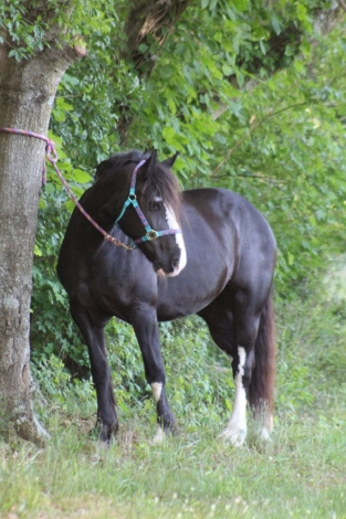 HorseID: 2271609 Black Pine’s Bella - PhotoID: 1043225