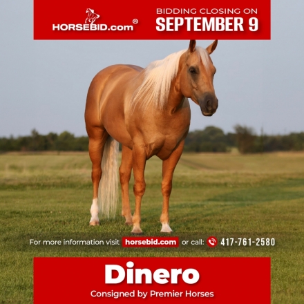 HorseID: 2271745 RR Watch Dinero - PhotoID: 1043307