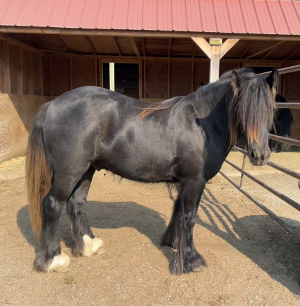 HorseID: 2272780 Moonlit Little Earl - PhotoID: 1085354