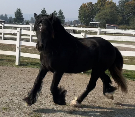 HorseID: 2272780 Moonlit Little Earl - PhotoID: 1085355