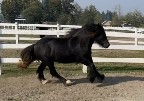 HorseID: 2272780 Moonlit Little Earl - PhotoID: 1085356