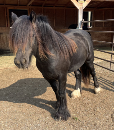 HorseID: 2272780 Moonlit Little Earl - PhotoID: 1085357