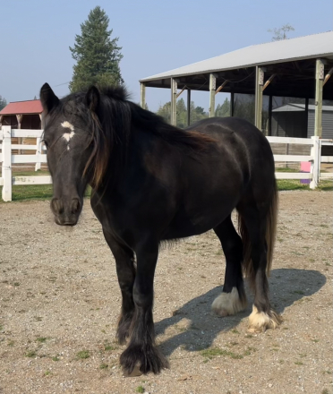 HorseID: 2272780 Moonlit Little Earl - PhotoID: 1085358