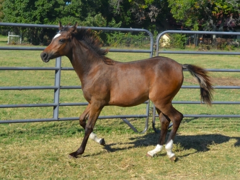 HorseID: 2273009 Moonbeam's Shivani - PhotoID: 1057159