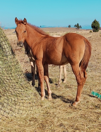 HorseID: 2273422 Mile High Frenchman - PhotoID: 1056360