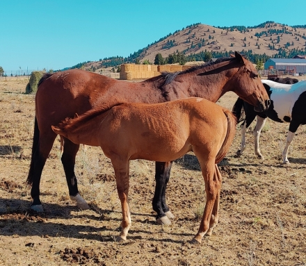 HorseID: 2273422 Mile High Frenchman - PhotoID: 1056363