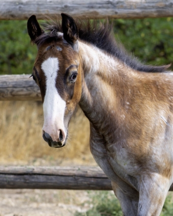 HorseID: 2273826 KT ImaBlueStarShooter - PhotoID: 1055767