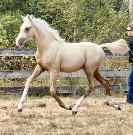 HorseID: 2273831 Whirlwynds André - PhotoID: 1047275