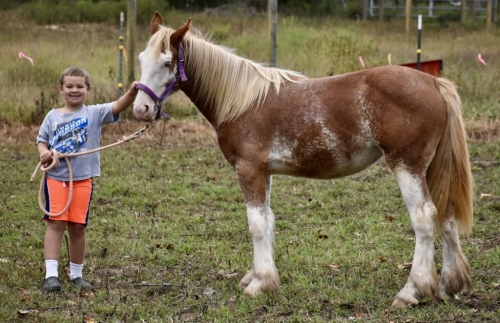 HorseID: 2274073 Victorian Farm’s Strawberry Moon - PhotoID: 1046445