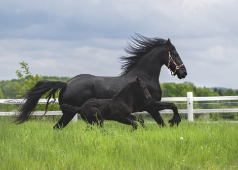 HorseID: 2274227 Zarina of Majestic Friesians - PhotoID: 1056013