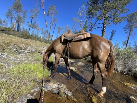 HorseID: 2274842 Silverado Blue Skye - PhotoID: 1055787