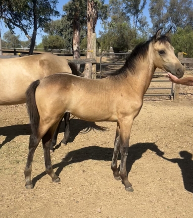 HorseID: 2275163 Chargers Snickerdoodle - PhotoID: 1047905