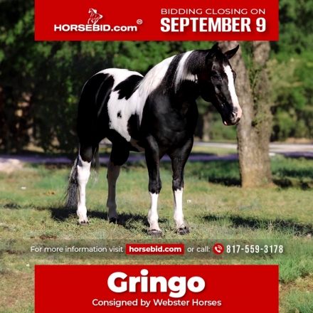 HorseID: 2275753 Gringo - PhotoID: 1048795