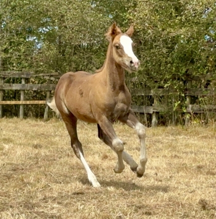 HorseID: 2275905 The Generals Honey Nugget - PhotoID: 1051653