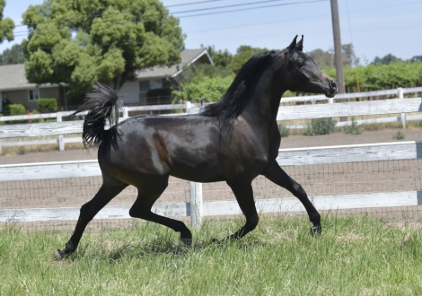 HorseID: 2276055 Stetsonn V - PhotoID: 1057091