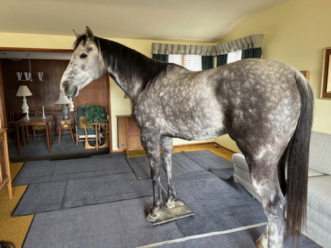 HorseID: 2276362 STONEBRIDGE - PhotoID: 1085410