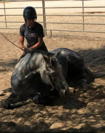 HorseID: 2276362 STONEBRIDGE - PhotoID: 1085413