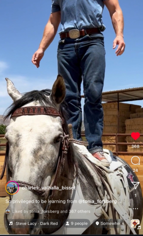 HorseID: 2276362 STONEBRIDGE - PhotoID: 1085414