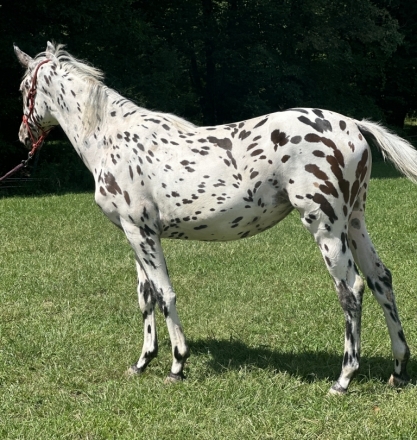 HorseID: 2276412 Capri MHF - PhotoID: 1055525