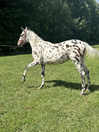 HorseID: 2276412 Capri MHF - PhotoID: 1055526