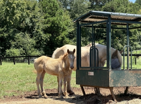 HorseID: 2277181 Raise a glass duchess lillian - PhotoID: 1050643