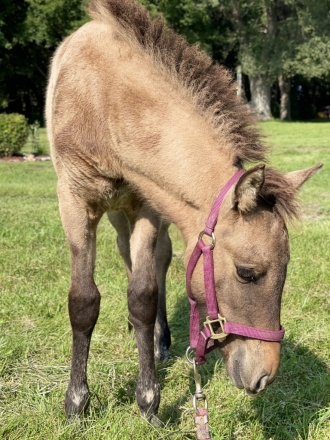 HorseID: 2277269 Kleina from Thistlefinch - PhotoID: 1056726